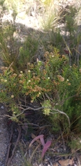 Baccharis boliviensis