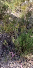 Baccharis boliviensis