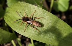 Nomada leucophthalma