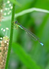 Enallagma antennatum