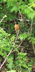 Turdus migratorius