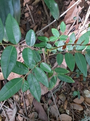Magnoliopsida