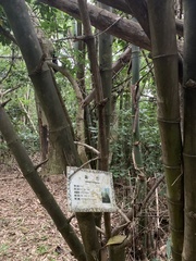 Bambusa stenostachya