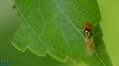 Microchrysa flaviventris
