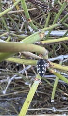 Acmaeodera verityi