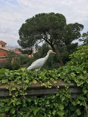 Bubulcus ibis