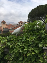 Bubulcus ibis