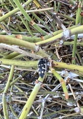 Acmaeodera verityi