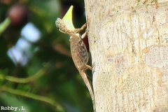 Common Gliding Lizard photo 5