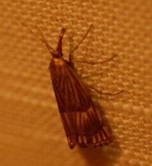 Chrysocrambus linetella
