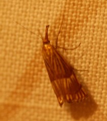Chrysocrambus linetella