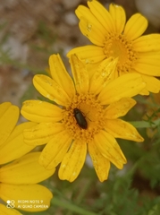 Coleoptera