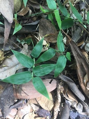 Poaceae