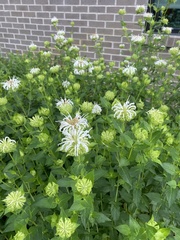 Monarda lindheimeri
