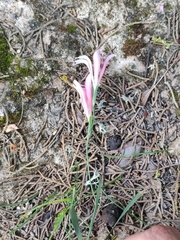 Gladiolus triphyllus