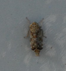 Errastunus ocellaris