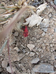 Probergrothius