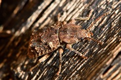 Syrphetodes marginatus