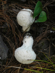Lycoperdon floccosum