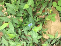 Commelina