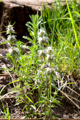 Monarda citriodora austromontana