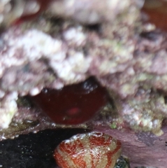 Actinia ebhayiensis