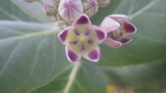 Calotropis procera image