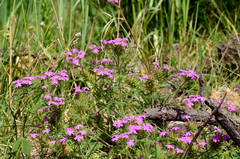 Glandularia chiricahensis