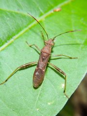 Burtinus notatipennis
