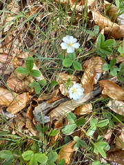 Potentilla montana
