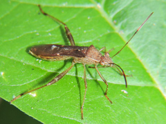 Burtinus notatipennis