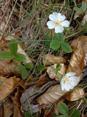 Potentilla montana