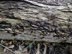 Inonotus glomeratus