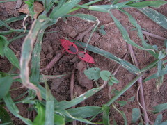 Probergrothius nigricornis