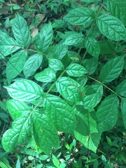 Magnoliopsida