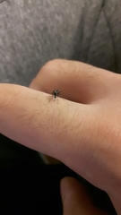 Aedes albopictus