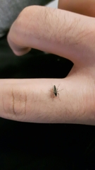 Aedes albopictus