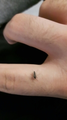 Aedes albopictus