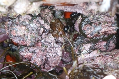 Pyura stolonifera