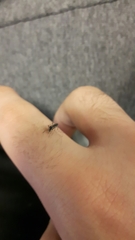 Aedes albopictus
