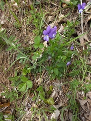 Viola bubanii