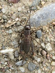 Modicogryllus frontalis