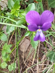 Viola bubanii