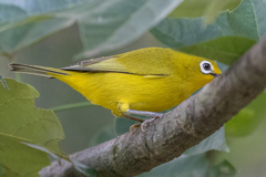 Zosterops anderssoni