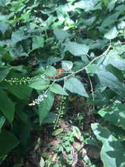 Rivina humilis