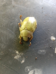 Pelidnota prasina