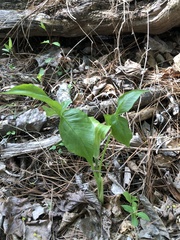Arisaema triphyllum
