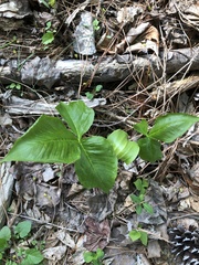 Arisaema triphyllum