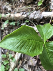 Arisaema triphyllum