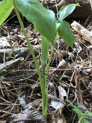 Arisaema triphyllum